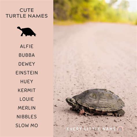 310+ Best Turtle Names (Cute, Funny, and Turtle-ly Awesome) - Every Little Name