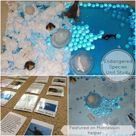 Endangered Ocean Animals Activities - Natural Beach Living
