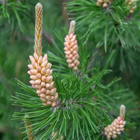 Bare Root Scots Pine For Sale Pinus Sylvestris King And Co The Tree