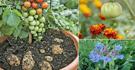 26 Companion Plants With Tomatoes AtaraAurelie