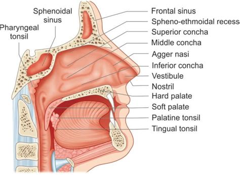 1 ANATOMY OF NASOPHARYNX Ch 34 Indd 262 11 06 2015 10 25 38 Chapter