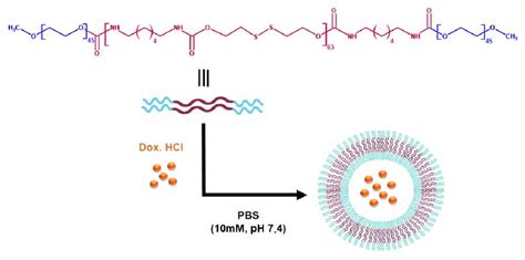 Schematic representation of the molecular structure of mPEG-PDH-mPEG... | Download Scientific ...