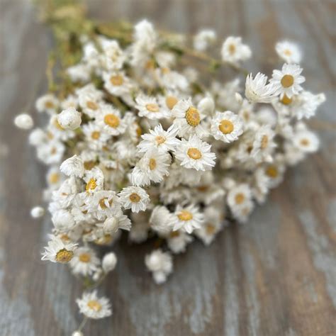 White Daisy Bouquet - Etsy