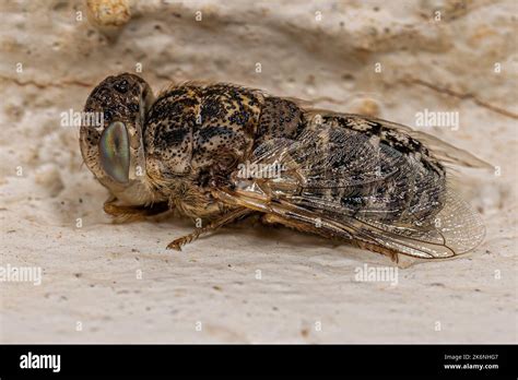 Adult Sheep Nostril Fly Of The Species Oestrus Ovis Stock Photo Alamy