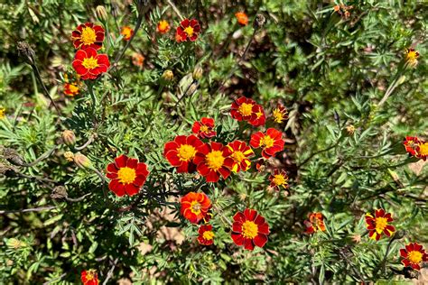 Red Gem Marigold Seeds The Plant Good Seed Company