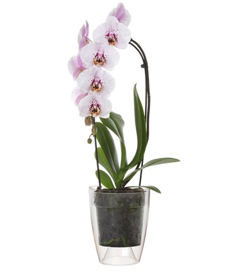 Pot Fiji Orchid E Cm Transparent Jardiprix Sp Cialiste En