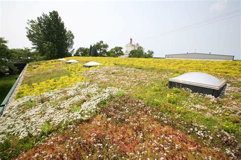 Liveroof Brand Green Roofs Liveroof Brand Green Roof Systems