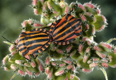 Striped Shield Bugs Mating Stock Image C014 8741 Science Photo