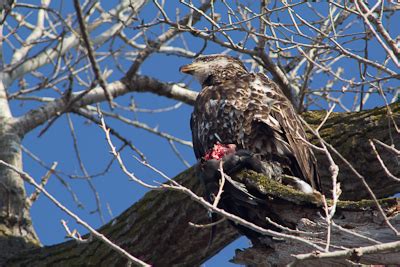 Birding The Sacramento And Colusa National Wildlife Refuges Natural