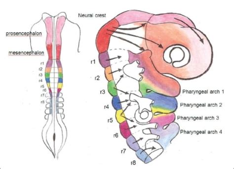 The Development Of The Branchial Arches Lecturio Medical Library