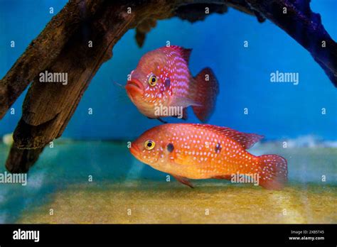 Blood Red Jewel Cichlid Hemichromis Lifalili Stock Photo Alamy