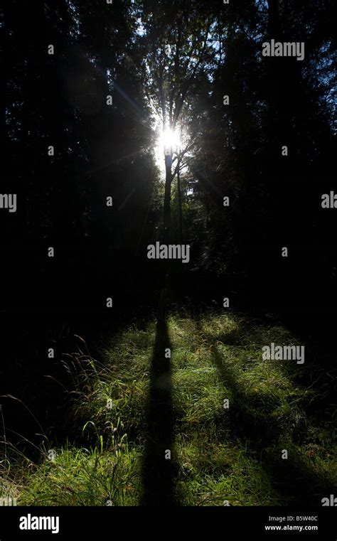 Sunlight Breaking Through A Dark Forest Stock Photo Alamy