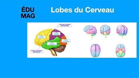 Lobes Du Cerveau Youtube