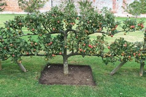 35 Extraordinary Backyard Fruit Trees - Home, Family, Style and Art Ideas