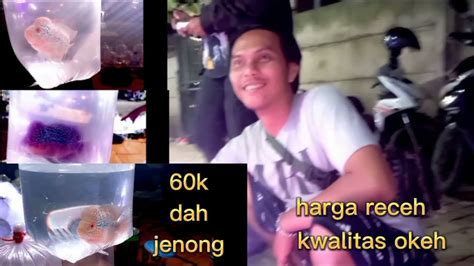 Update Harga Louhan SRD Kamfa Srm Cencu Pasar Ikan Jatinegara YouTube