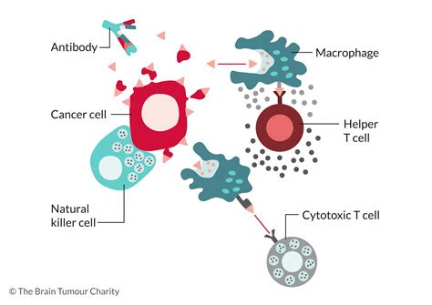 The Immune System The Brain Tumour Charity