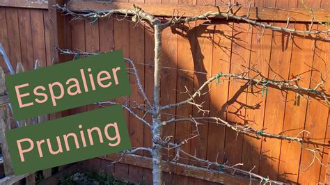 How And When To Prune Espalier Apple Trees