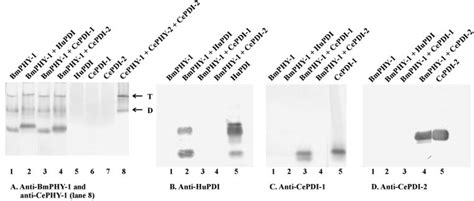 Analysis Of The Assembly Of B Malayi Phy With Various Pdis By