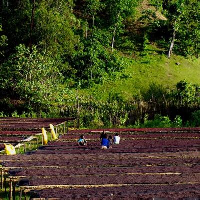 Ethiopian Daye Bensa Sagera Hechi Natural Lot G Reframe Coffee