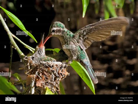 Verschachtelung Costas Kolibri Fotos Und Bildmaterial In Hoher