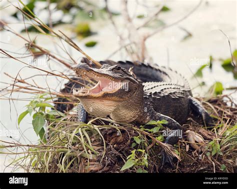 American Alligator Basking Stock Photo Alamy