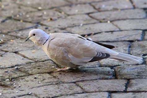 Collared Dove