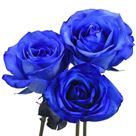 Custom Tinted Blue Long Stem Roses Flowers For Fundraising