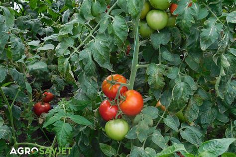 10 savjeta kako uzgajati paradajz bez plamenjače Agrosavjet