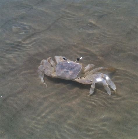 Ghost Crab On Beach Outer Banks Obx Beach Beach Fun Hatteras