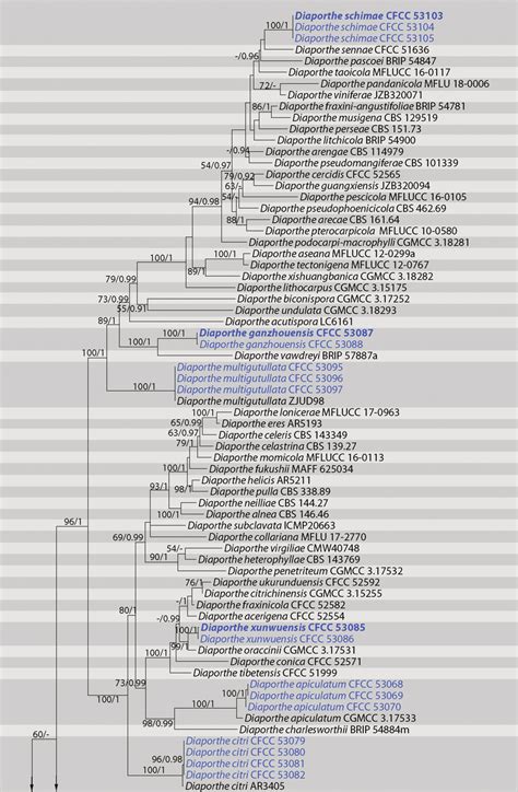 Phylogram Of Diaporthe From A Maximum Likelihood Analysis Based On