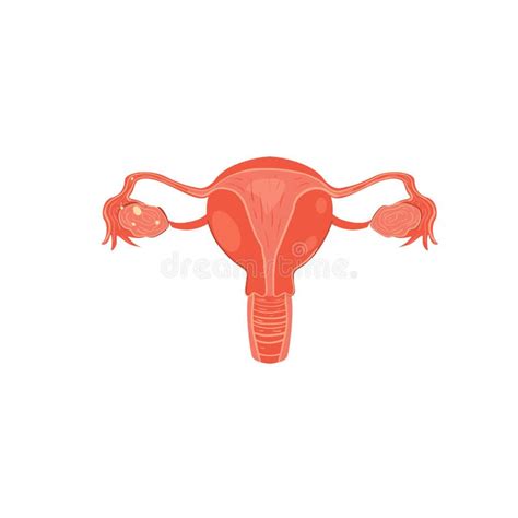 Cartoon Female Reproductive System Stock Illustrations 803 Cartoon