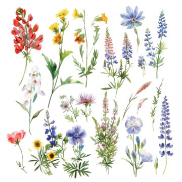 Collection Of Wildflowers Game Asset Spritesheet Aquarelle Illustration Saturated Colors, Button ...