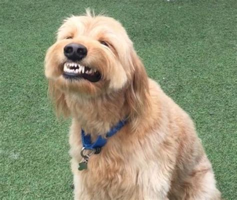 21 Silly Dogs Showing Off Their Hilarious Toothy Smiles Will Leave You