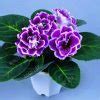 Pcs Hot Gloxinia Bonsai Perennial Flowering Plants Sinningia