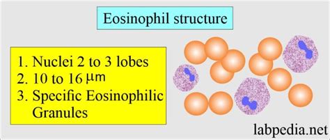 Eosinophil Count Absolute Eosinophil Count