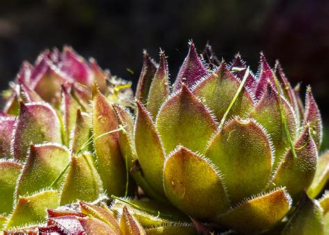 Images Gratuites La Nature Cactus La Photographie Fleur Pétale