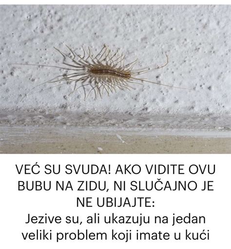 VEĆ SU SVUDA AKO VIDITE OVU BUBU NA ZIDU NI SLUČAJNO JE NE UBIJAJTE