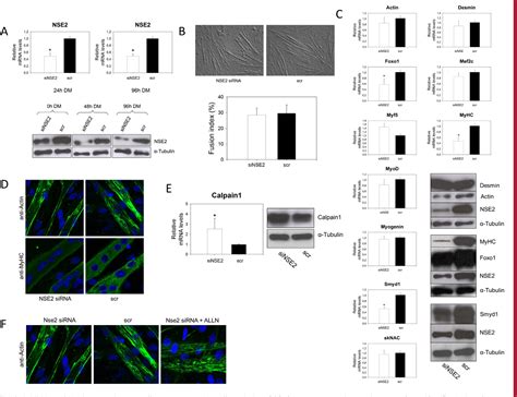 Figure 3 From The E3 Sumo Ligase Nse2 Regulates Sumoylation And Nuclear