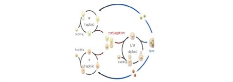 Sexual Reproduction In Yeast Download Scientific Diagram