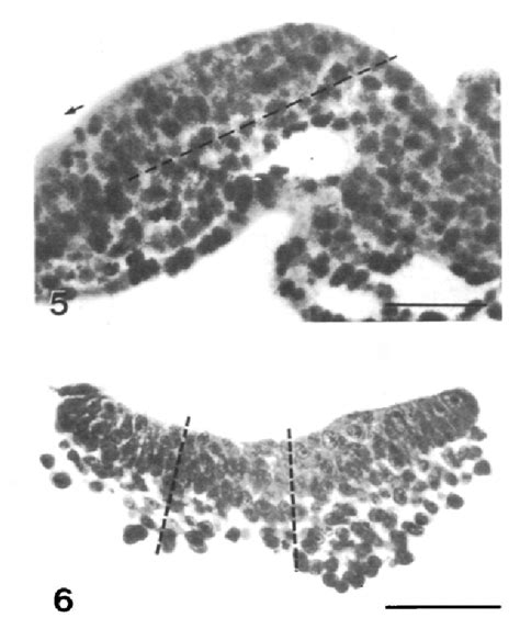 Figure 5 From The Formation Of Mesodermal Tissues In The Mouse Embryo