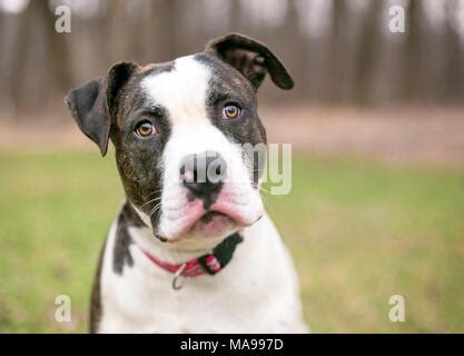 A brindle and white American Bulldog mixed breed dog relaxing in the ...