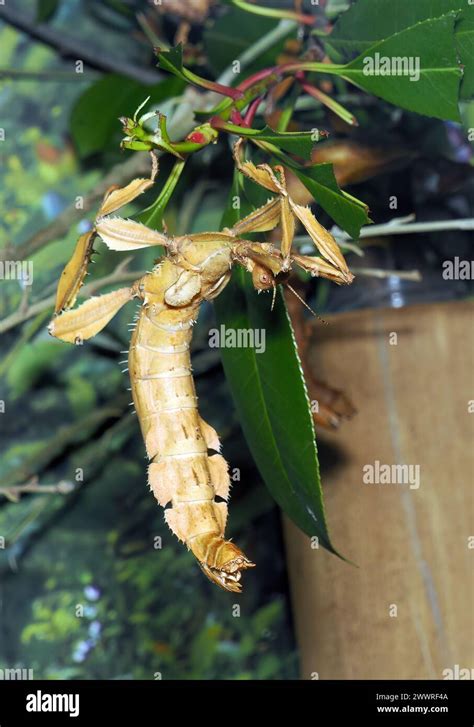 Spiny Leaf Insect Giant Prickly Stick Insect Australian Walking Stick