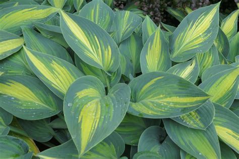 Best Varieties Of Hosta For Shade Mygardenlife