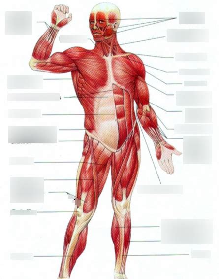 Human Anatomy Muscles Ventral View Cont Diagram Quizlet