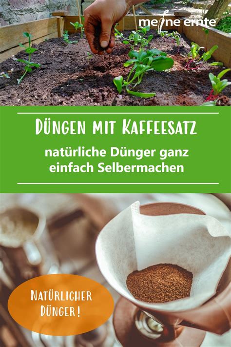 Kaffeesatz Als D Nger Meine Ernte De Permakulturgarten Garten