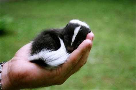 25 Cute baby animals (25 pics) | Amazing Creatures