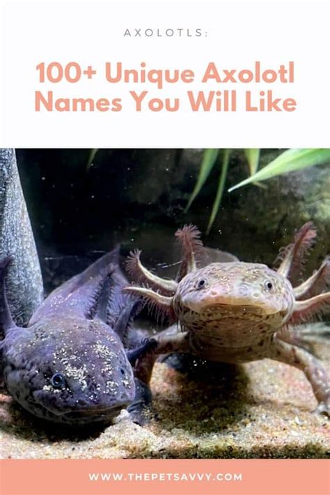 100 Unique Axolotl Names You Will Surely Like The Pet Savvy