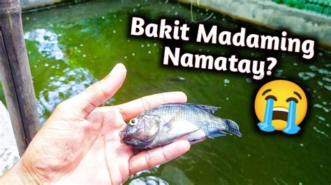 Backyard Tilapia Farming Madaming Namatay Sa Mga Tilapia Ko Ras