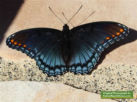 Texas Butterflies Species Resources Texas Butterfly Centers Texas