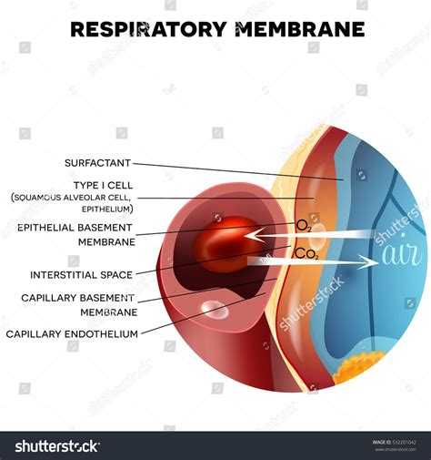 Respiratory Membrane Of Alveolus Closeup Detailed Anatomy Oxygen And